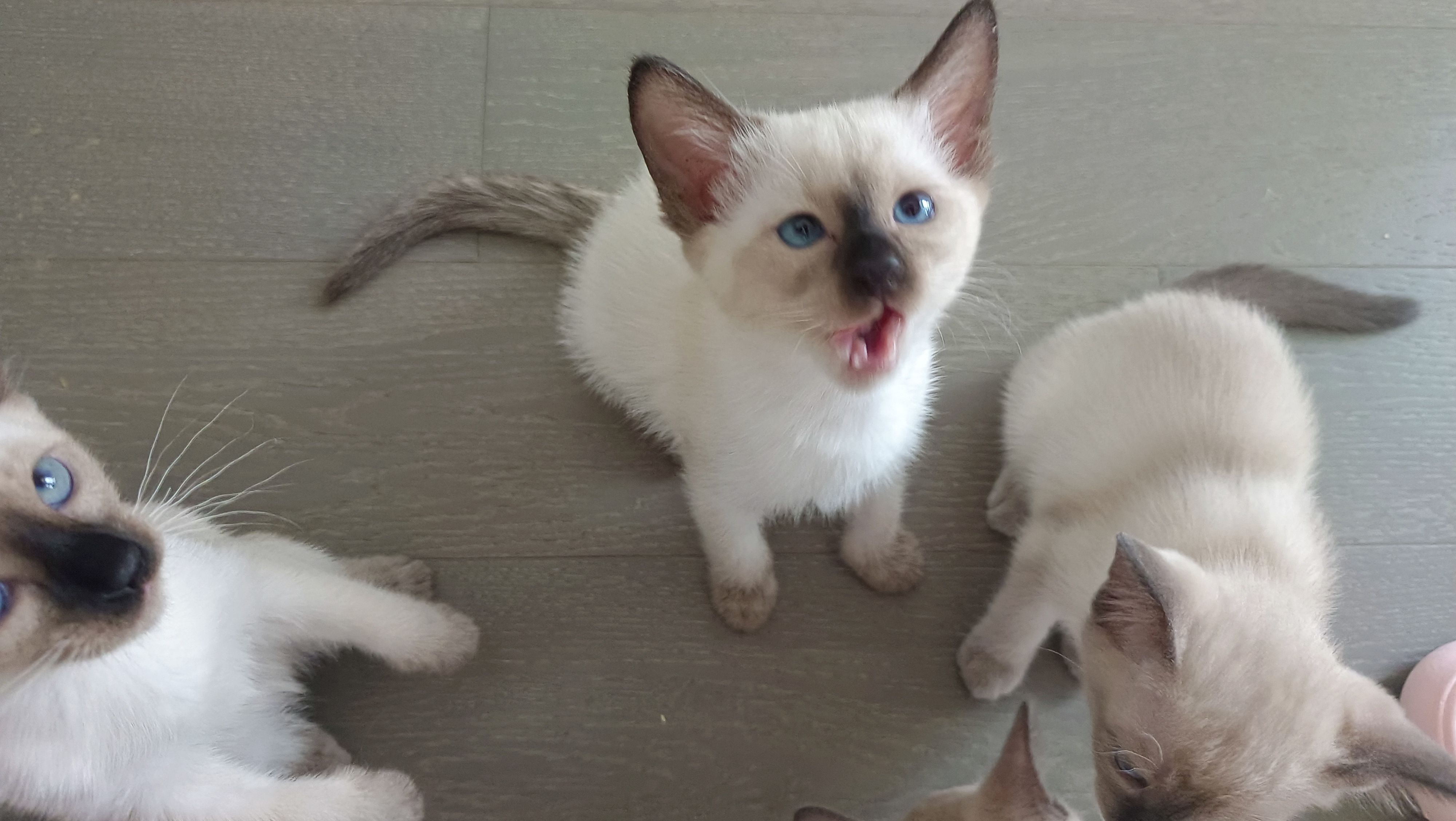 暹罗猫